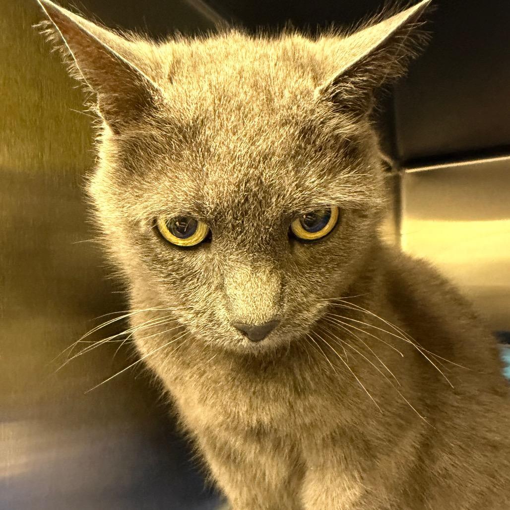 Stray 09/17/26 A65115