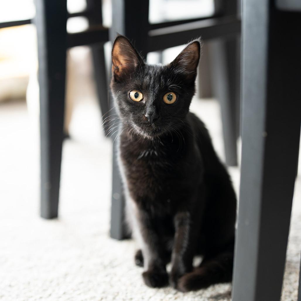 BONDED PAIR-Foxtrot (and Tango)