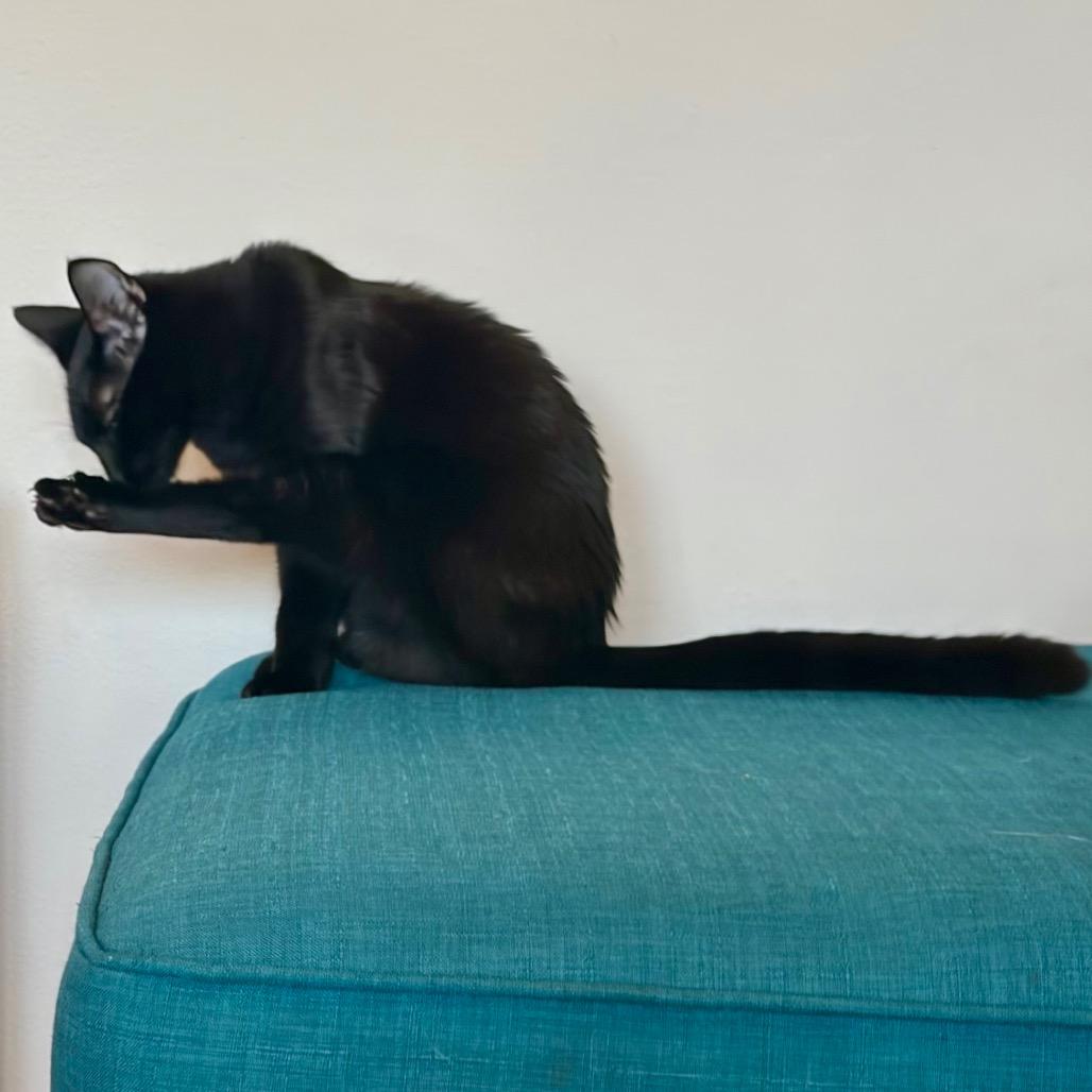 BONDED PAIR-Salem (and Lydia)