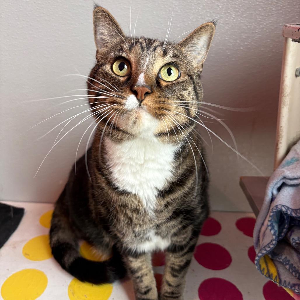 Clyde (Bonded to Bonnie)