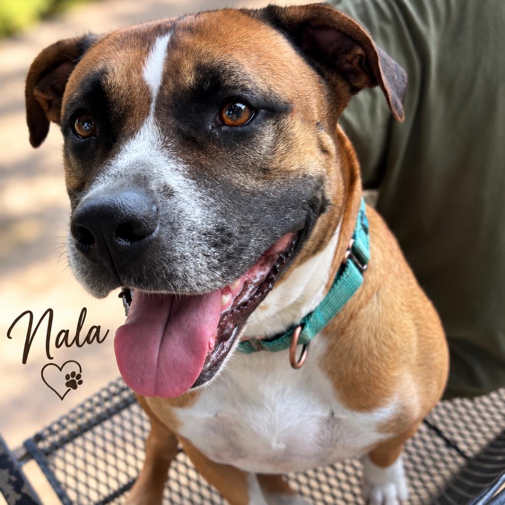 Nala II