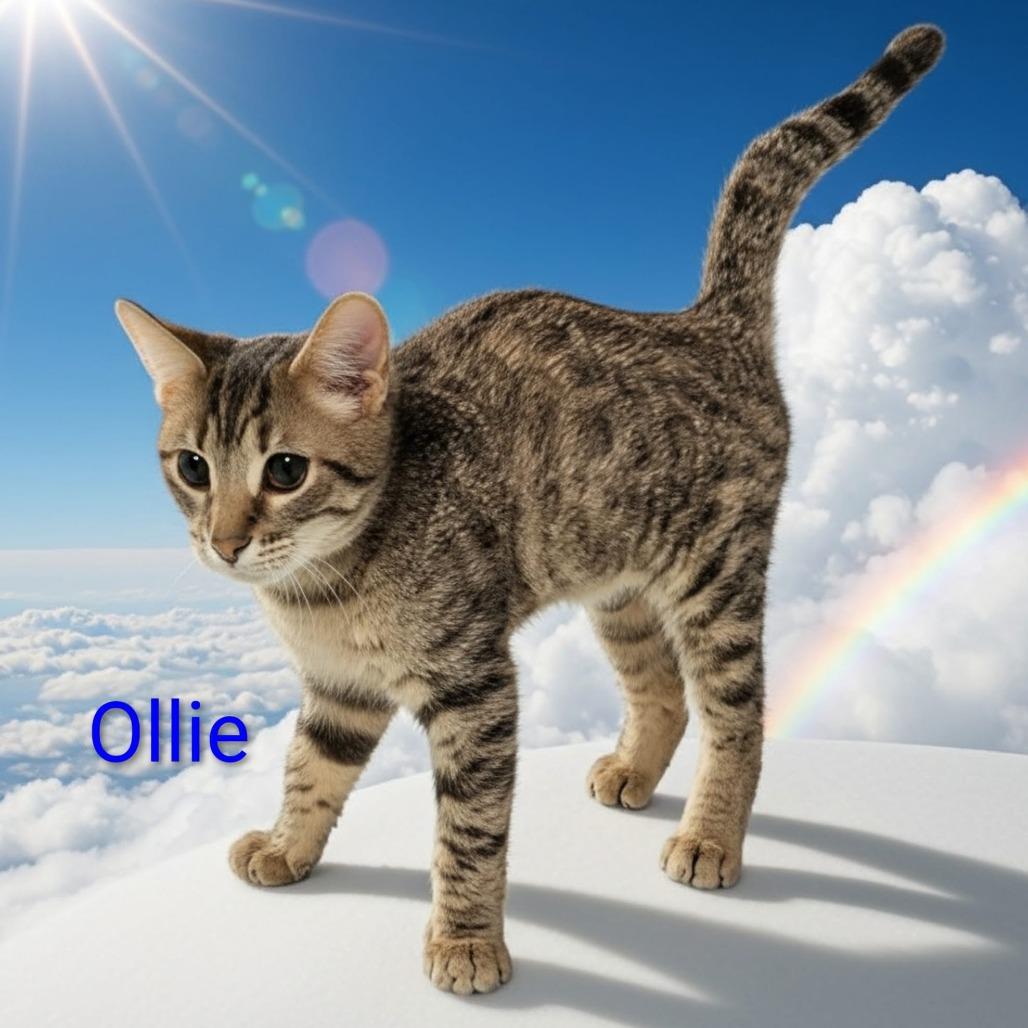 Ollie