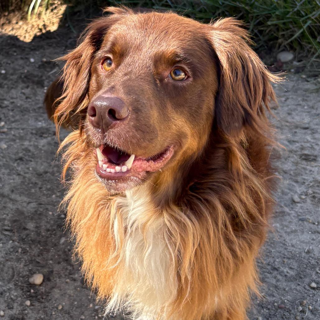 Chewy