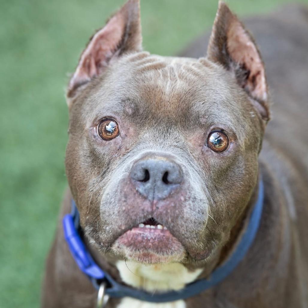 Diesel (Foster)(Reduced Adoption Fee)