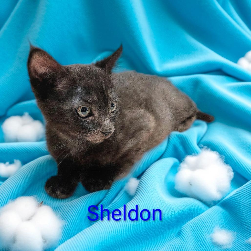 Sheldon