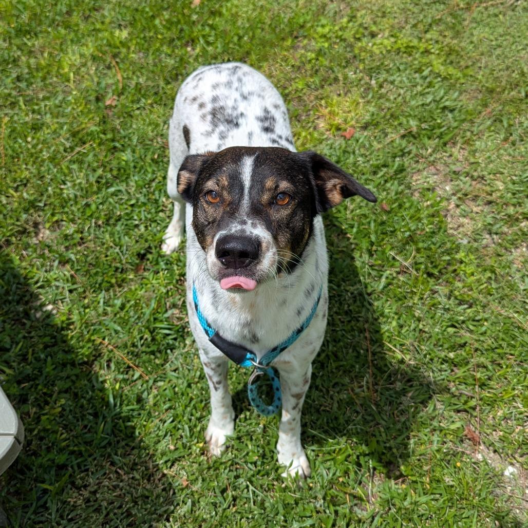 Oreo