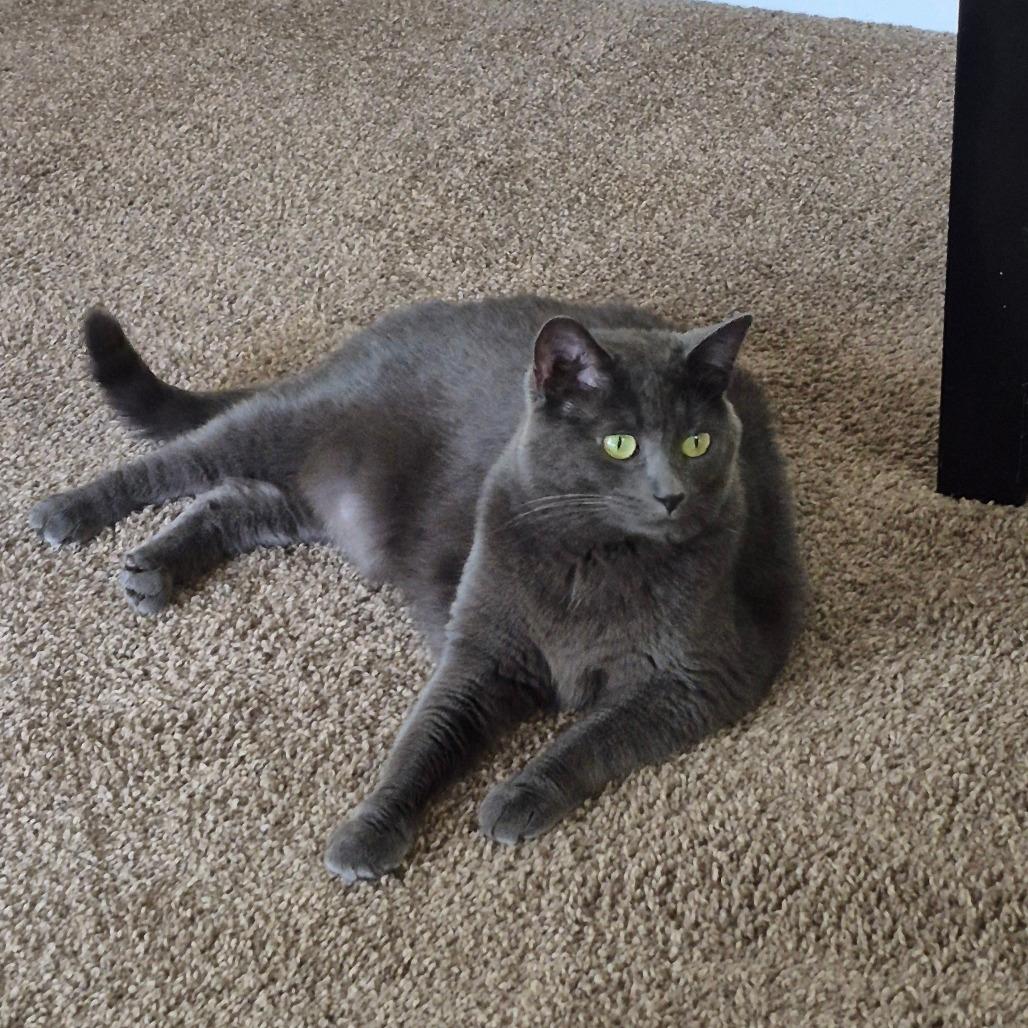 Kitty (blue) 
