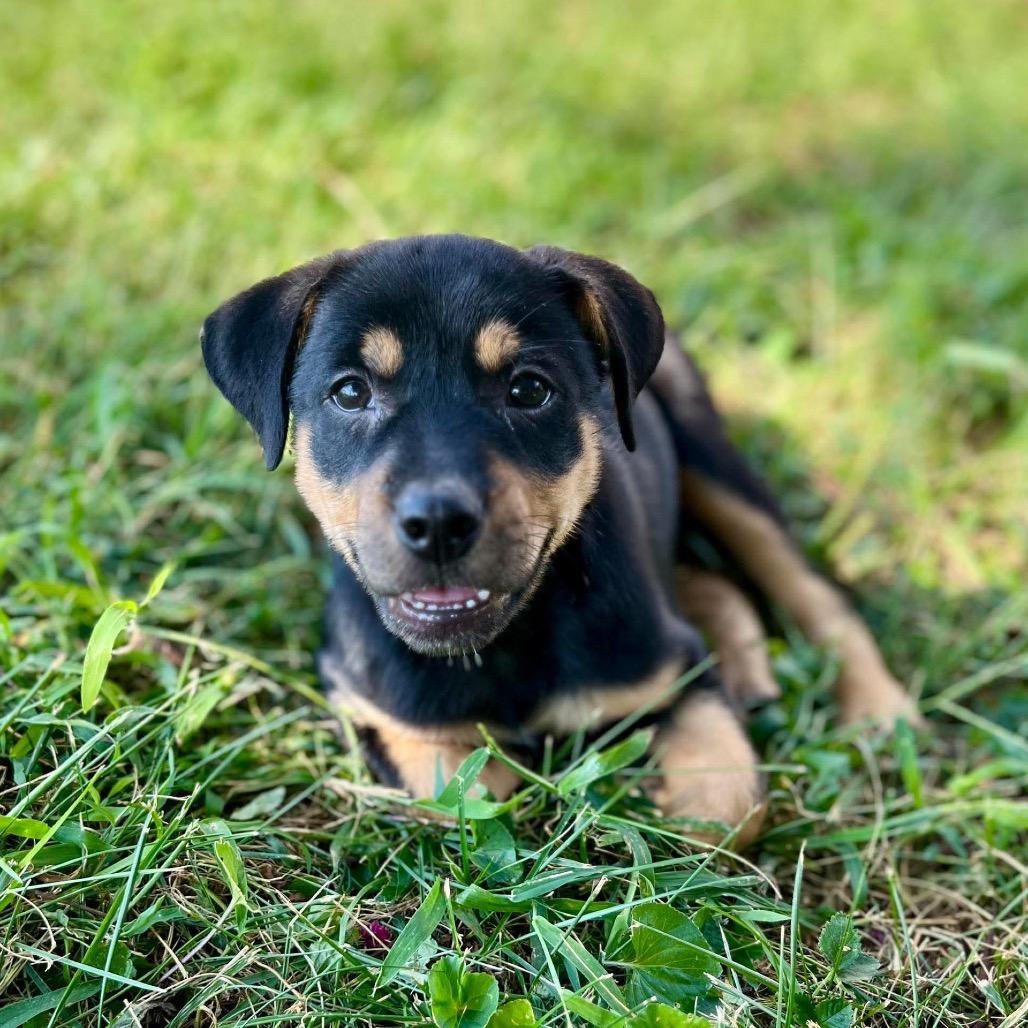 Boone