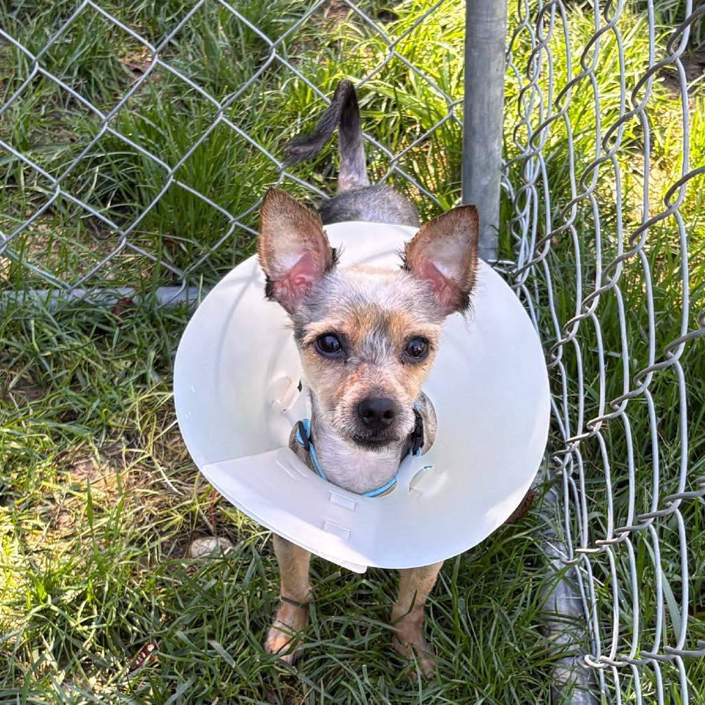 Banjo