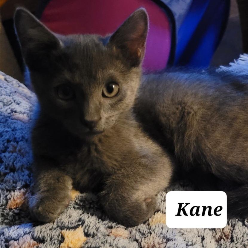 Kane
