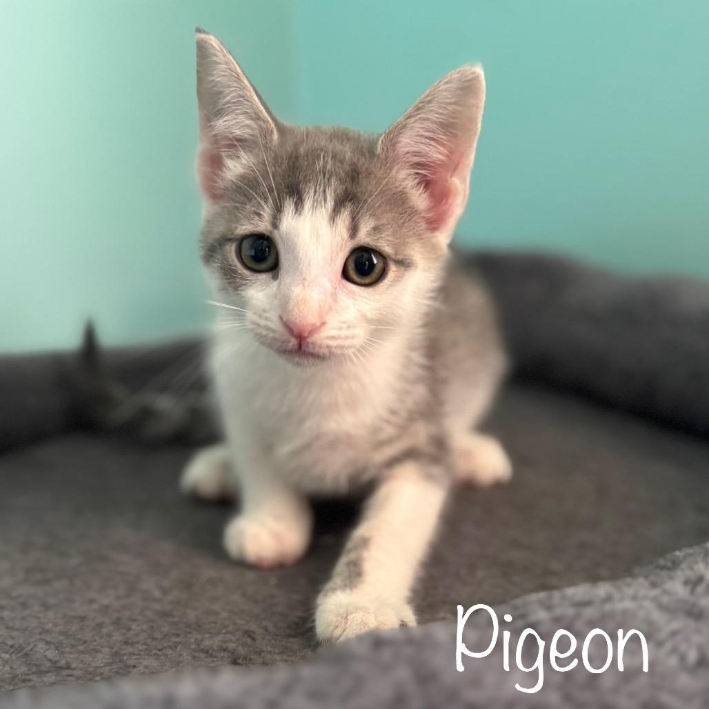 Pigeon