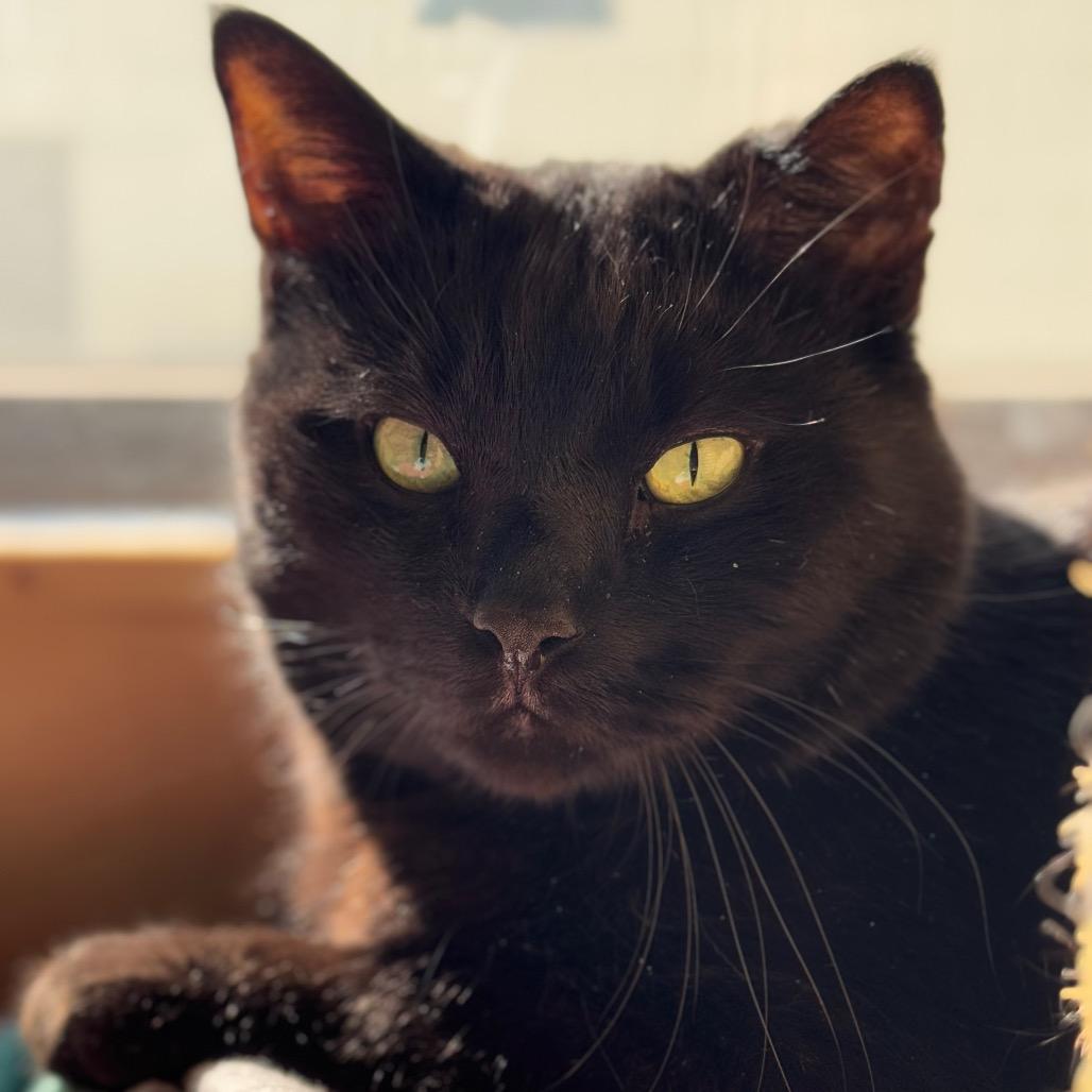 Odin