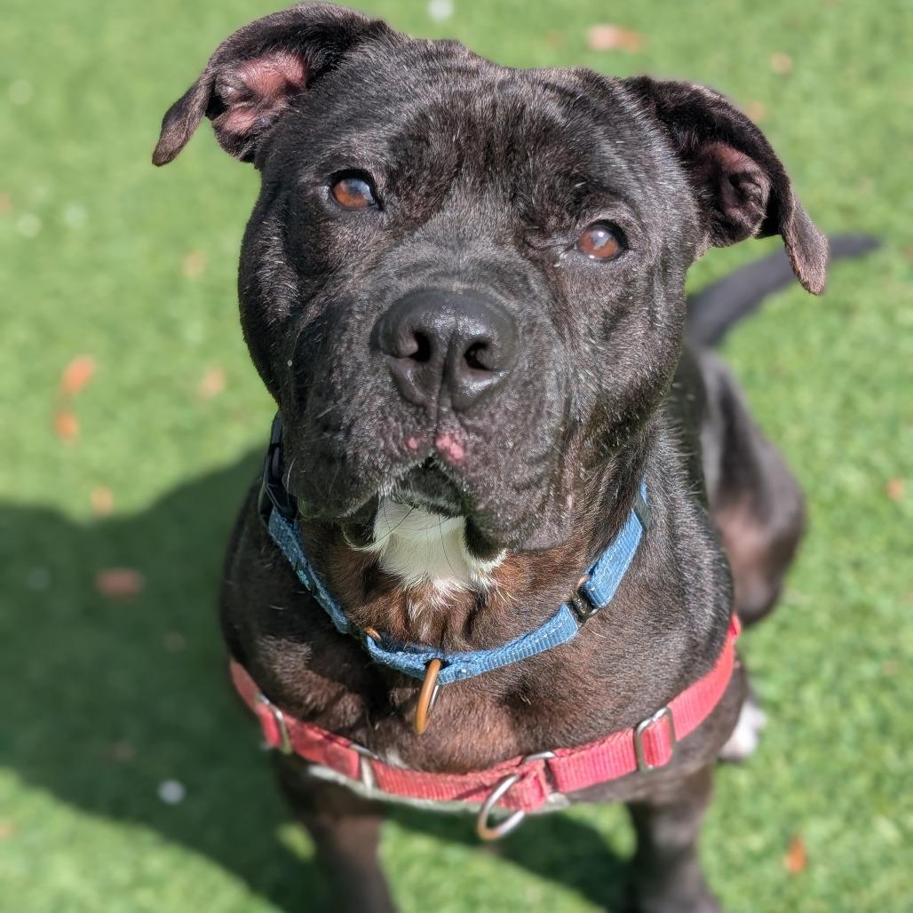 Wingstop Winston 24-7051