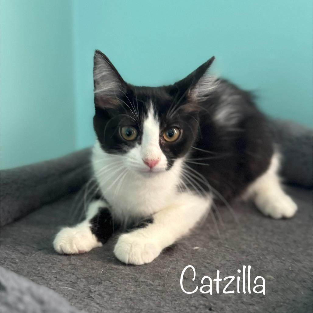 Catzilla 