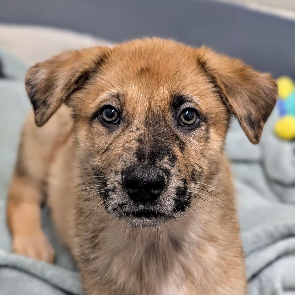 Hamm (puppy) - ECAS
