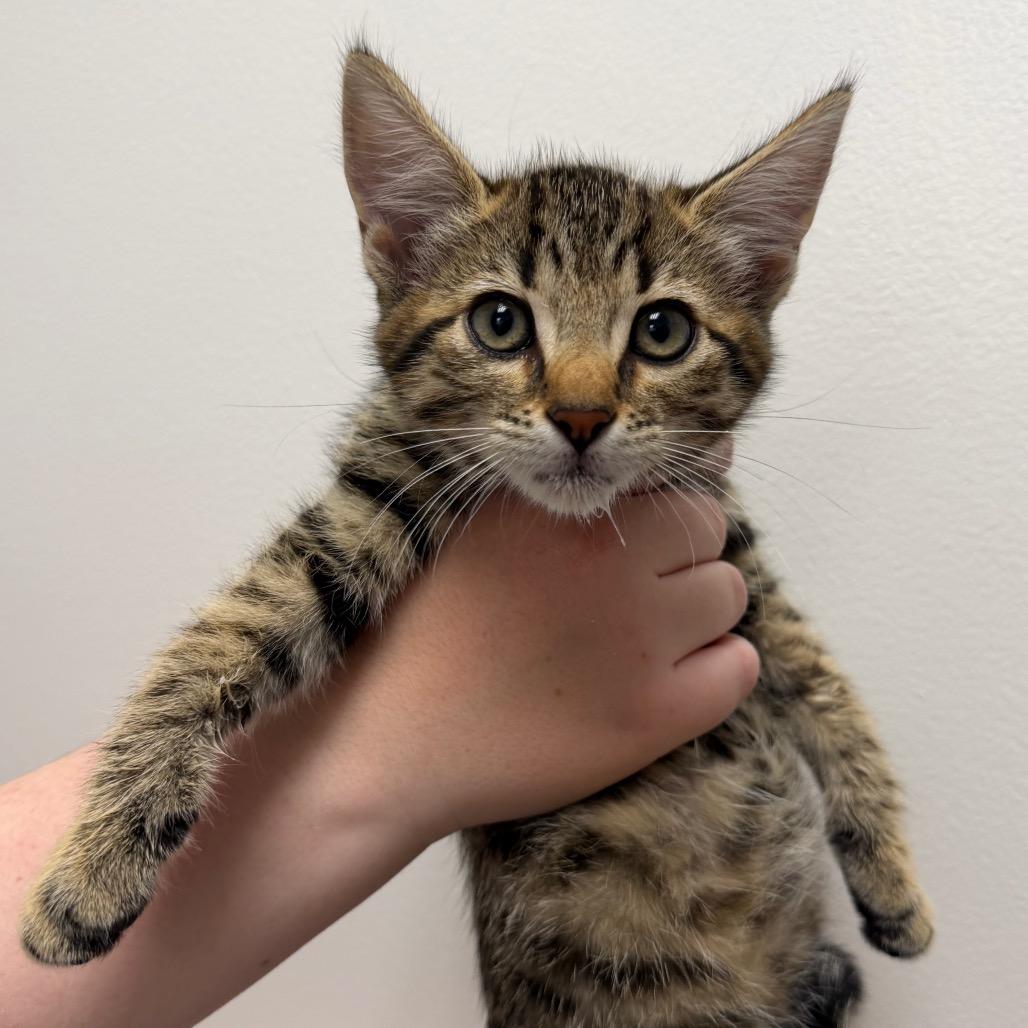 Nutmeg