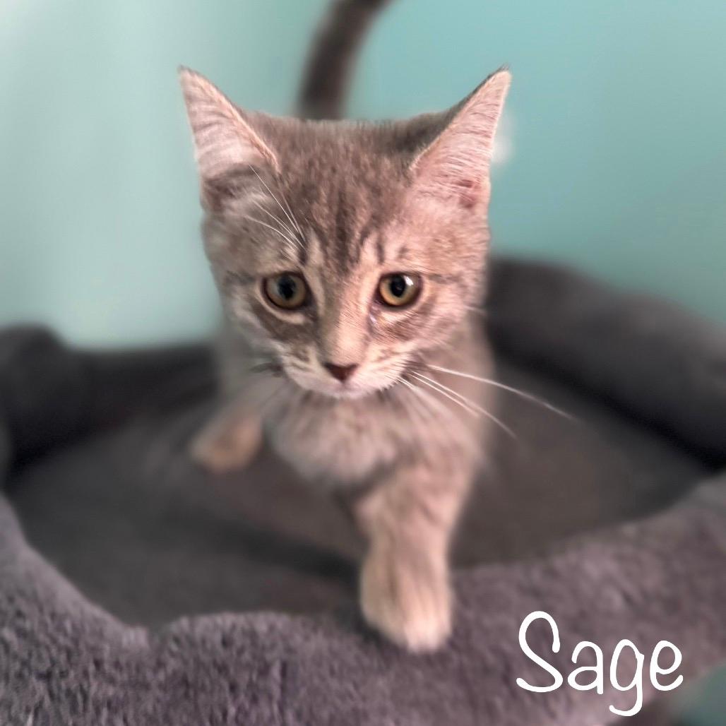 Sage