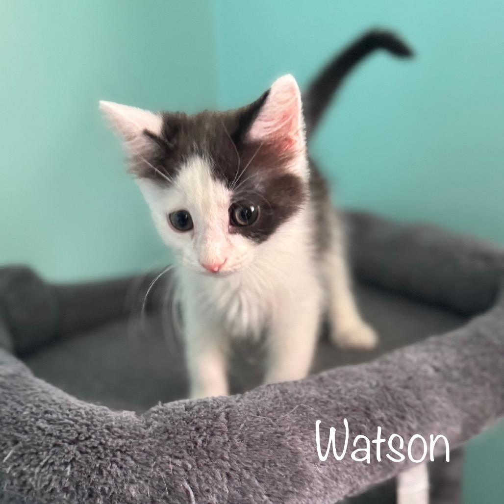 Watson