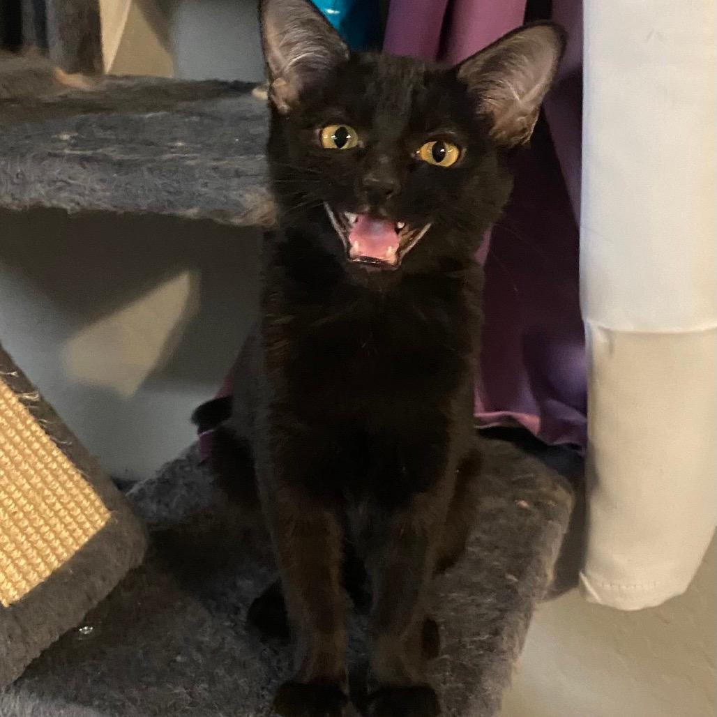Kitara
