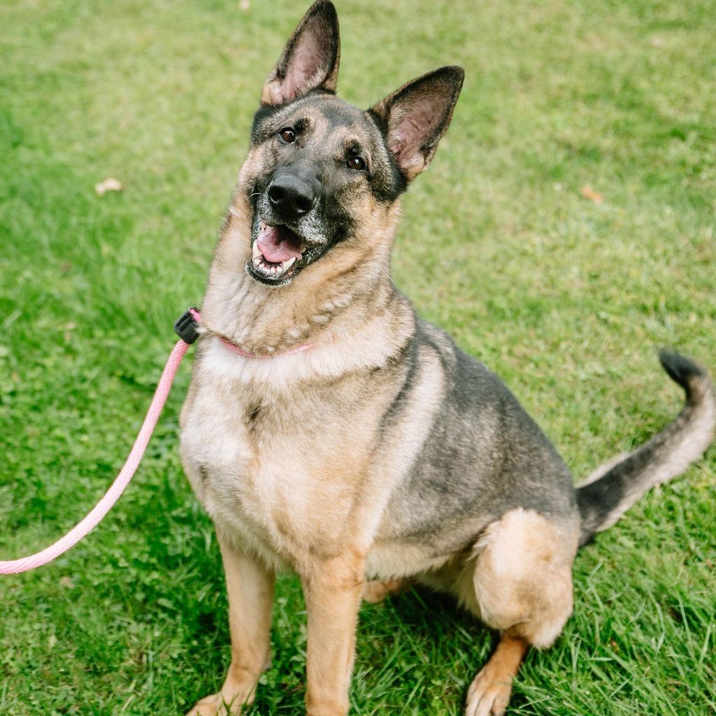 Sheeba