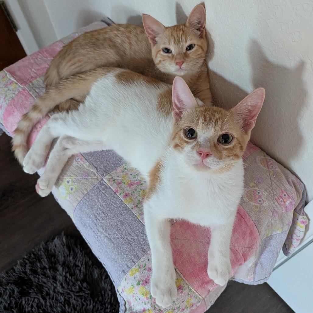 Gemini & Cassiopeia
