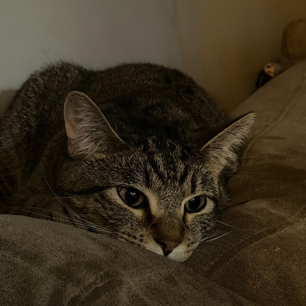 Woody  *Meet me at Richfield Petsmart*