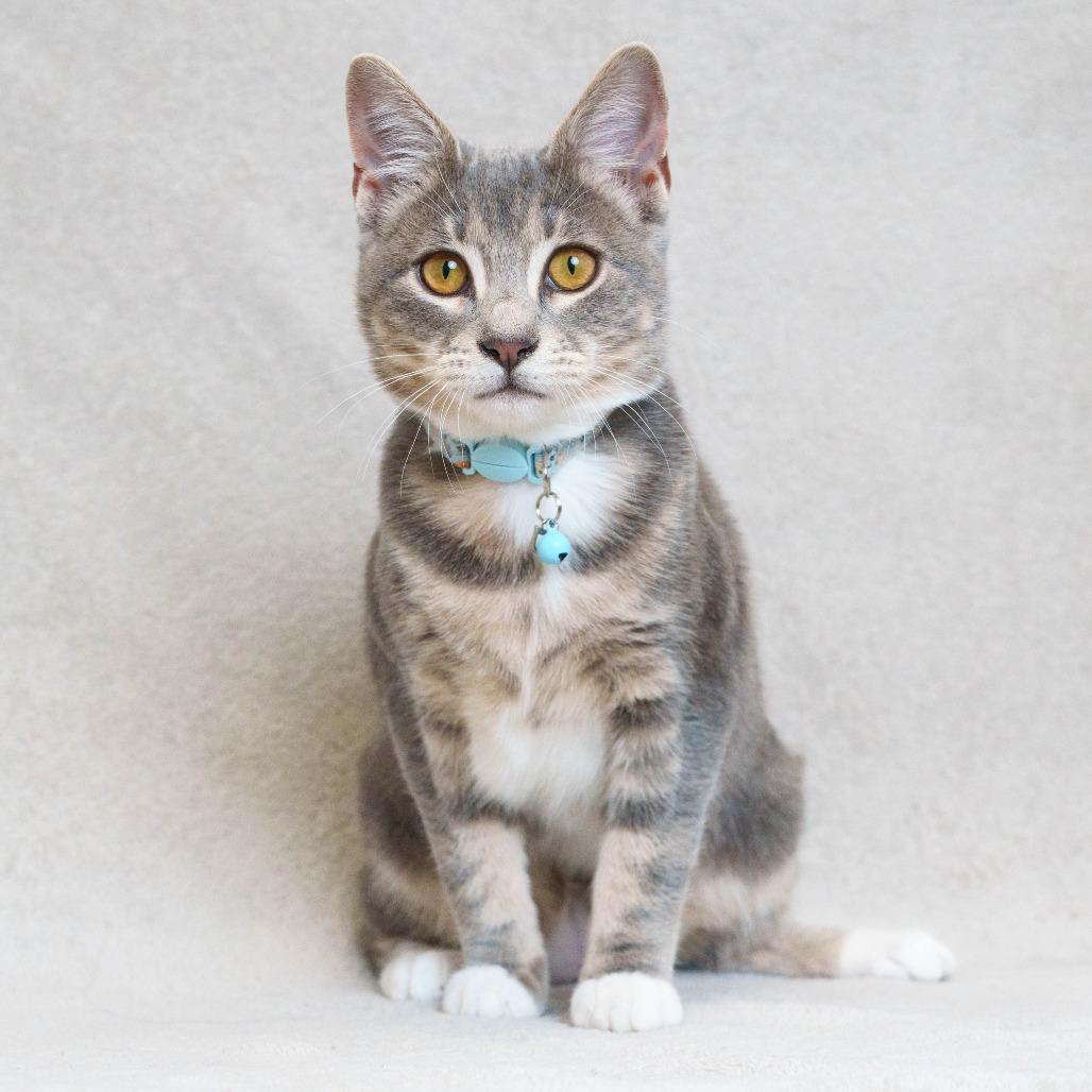 Sabine (Blue)