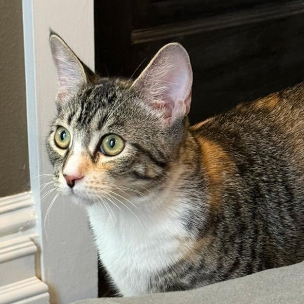 Amelia