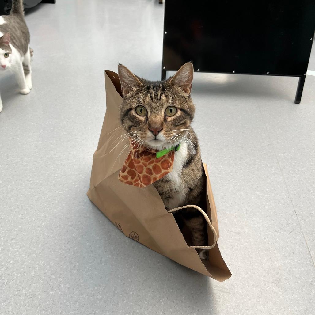 Mowgli 