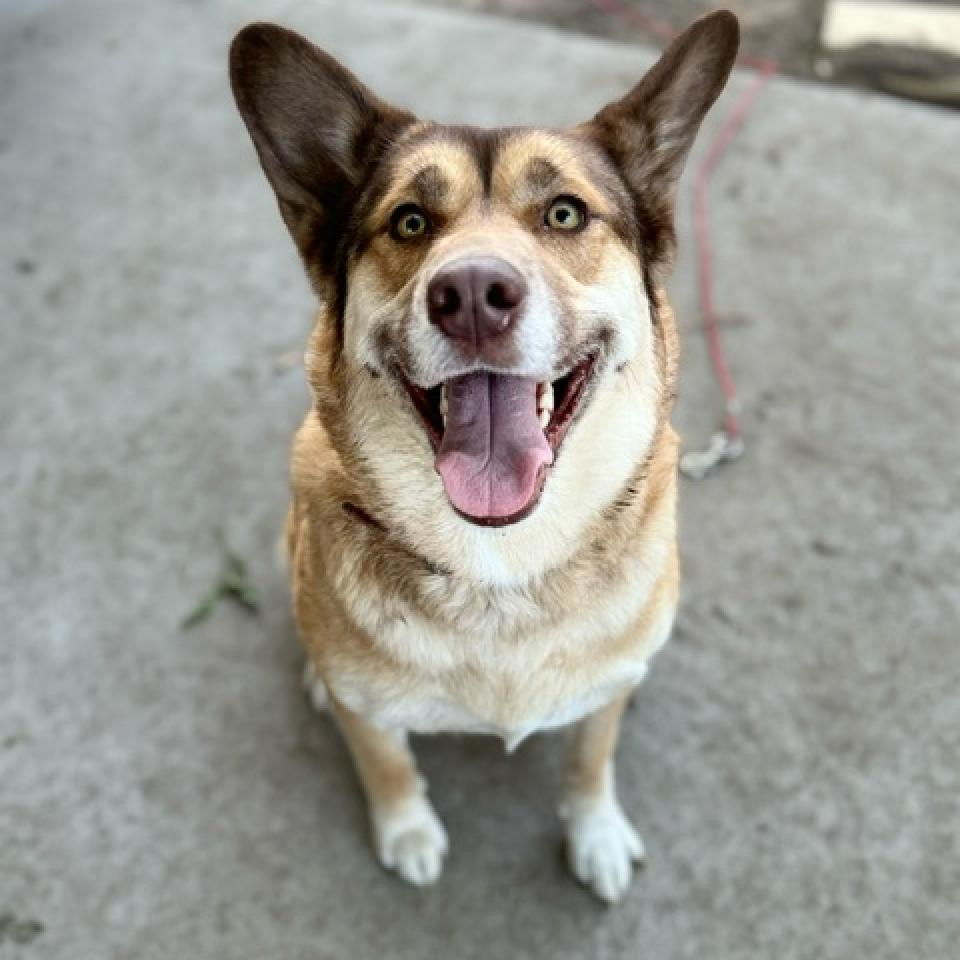 Mocha