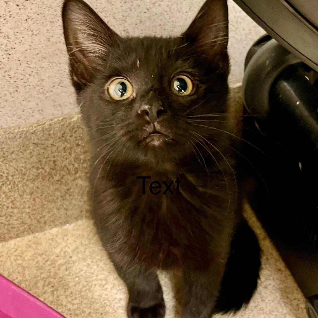 Mindi