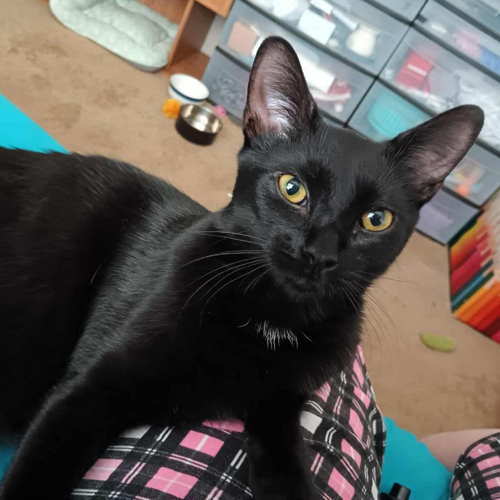 Zelda