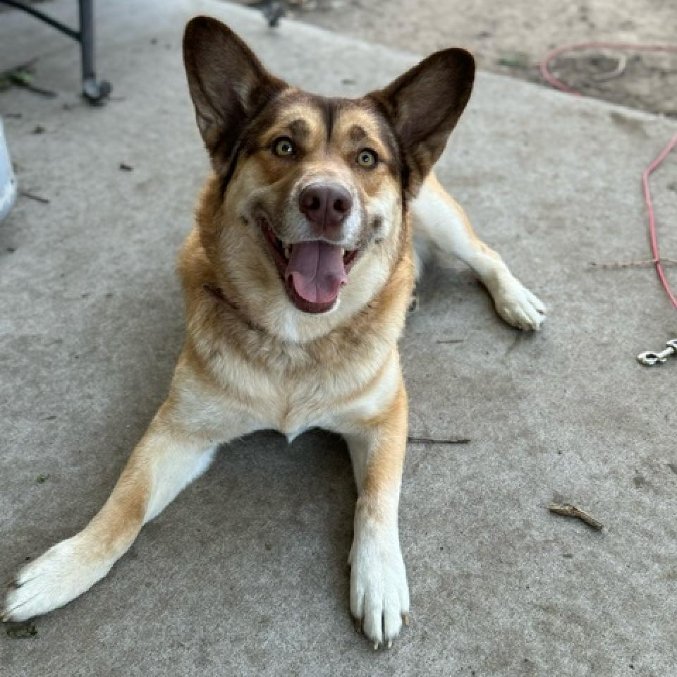 Mocha