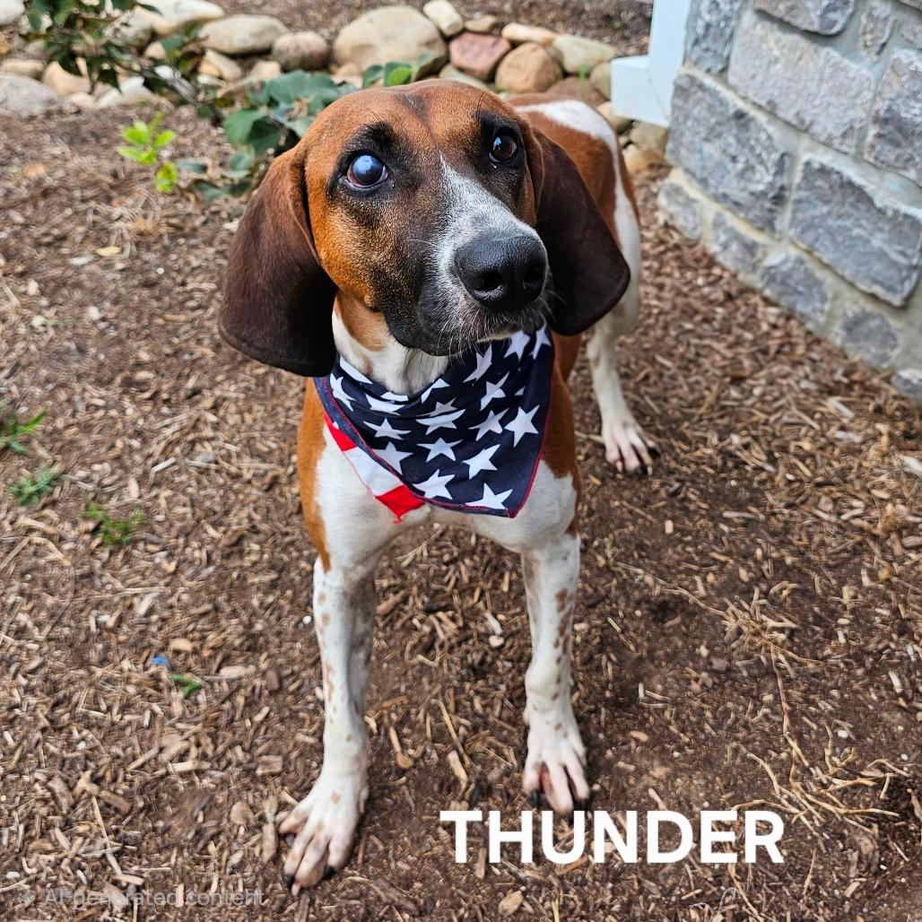 Thunder 