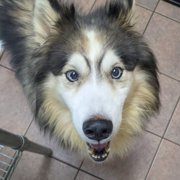 Loki