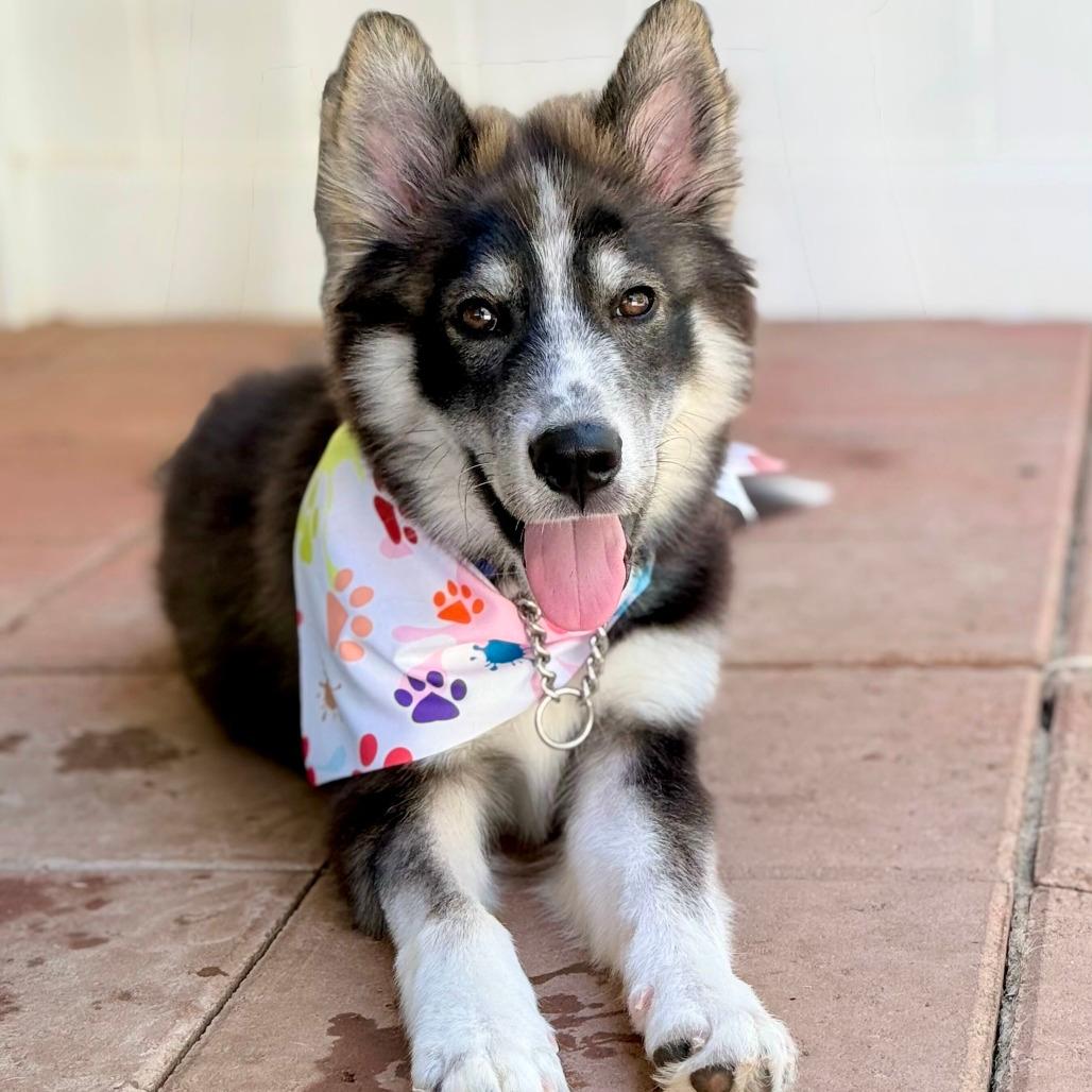 Little Wolf
