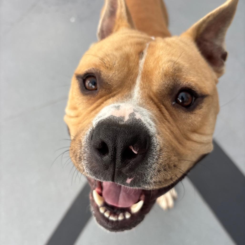 Milo