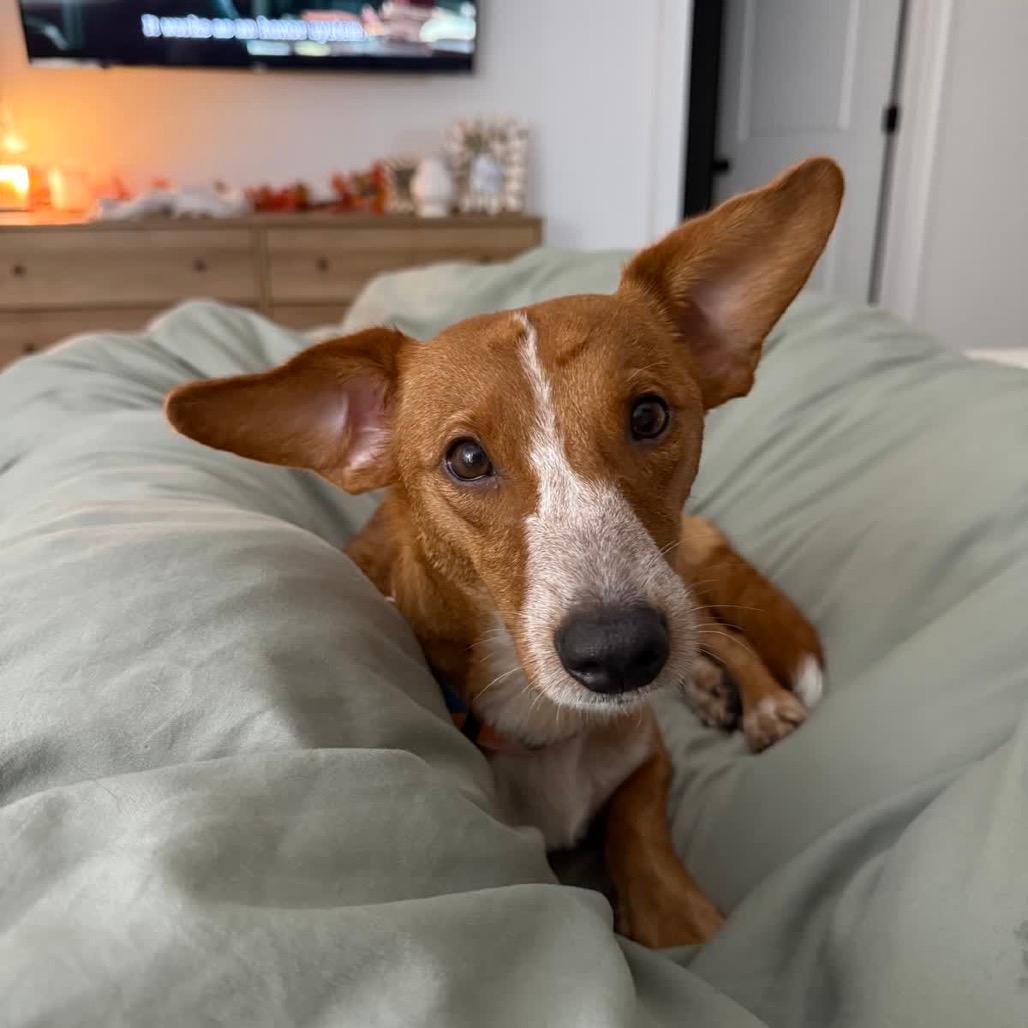 Koda