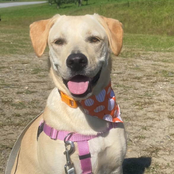 CT Layla (Home in Bethel CT)