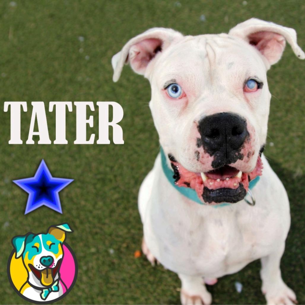 Tater