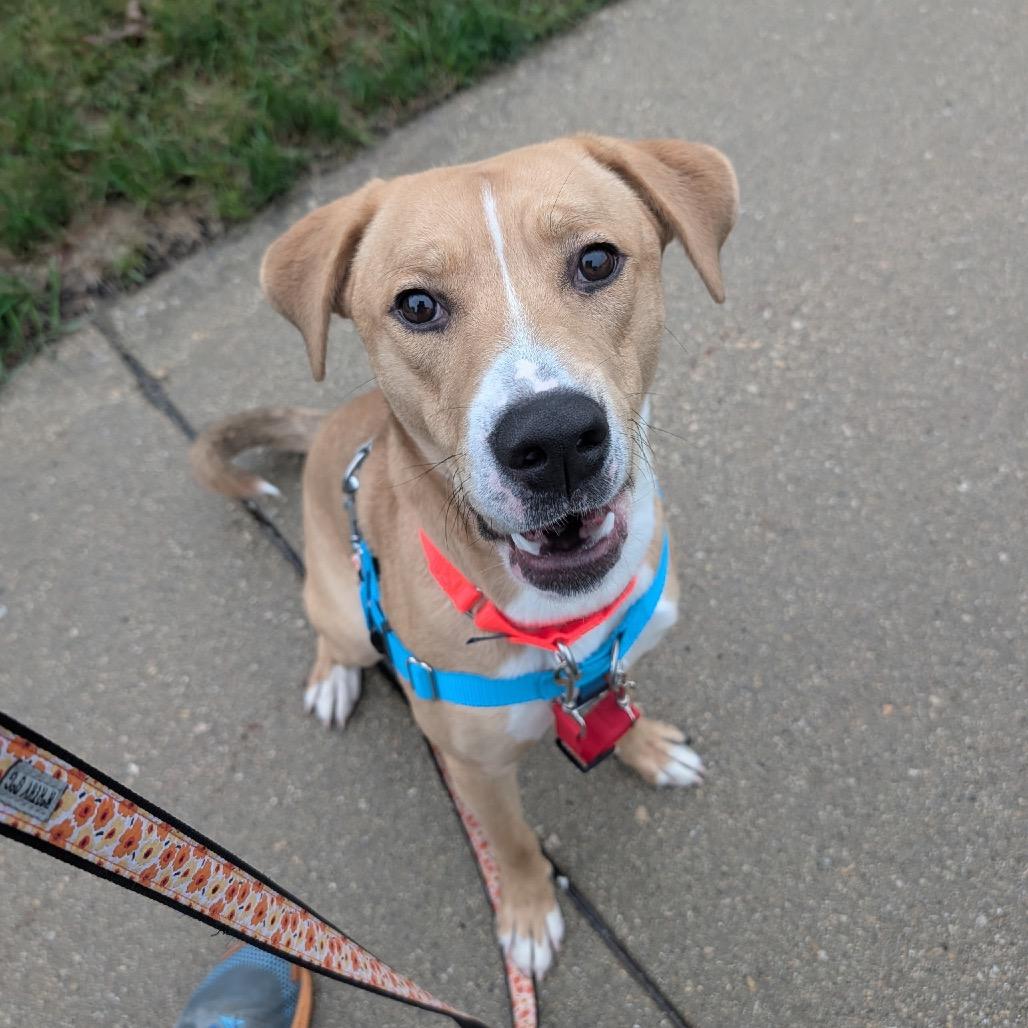 Asiago - Available in Foster