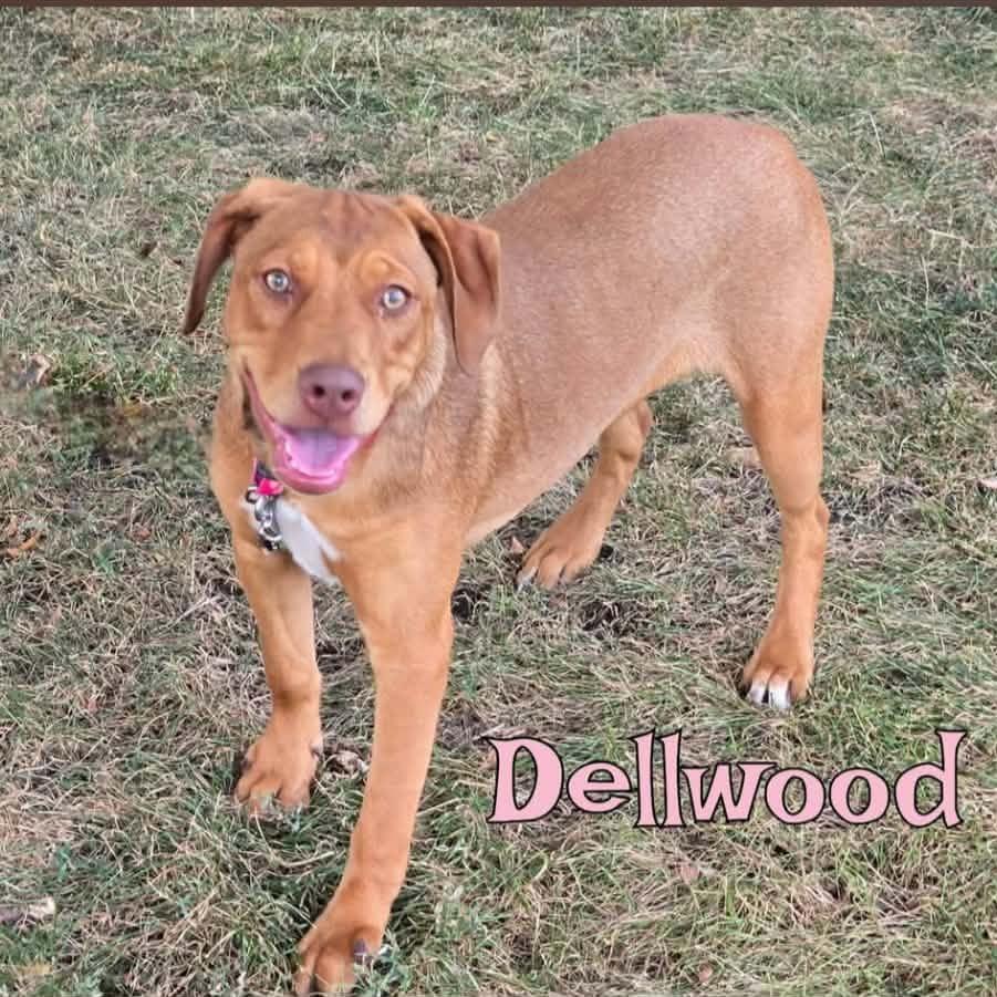 Dellwood