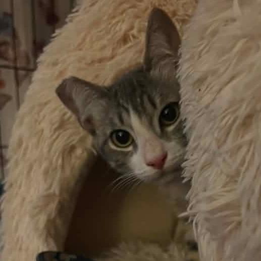Willow