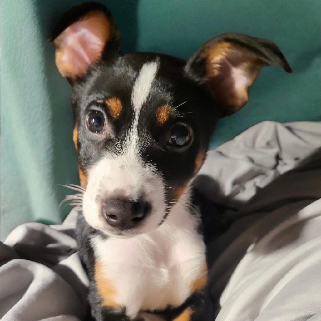 Sadie