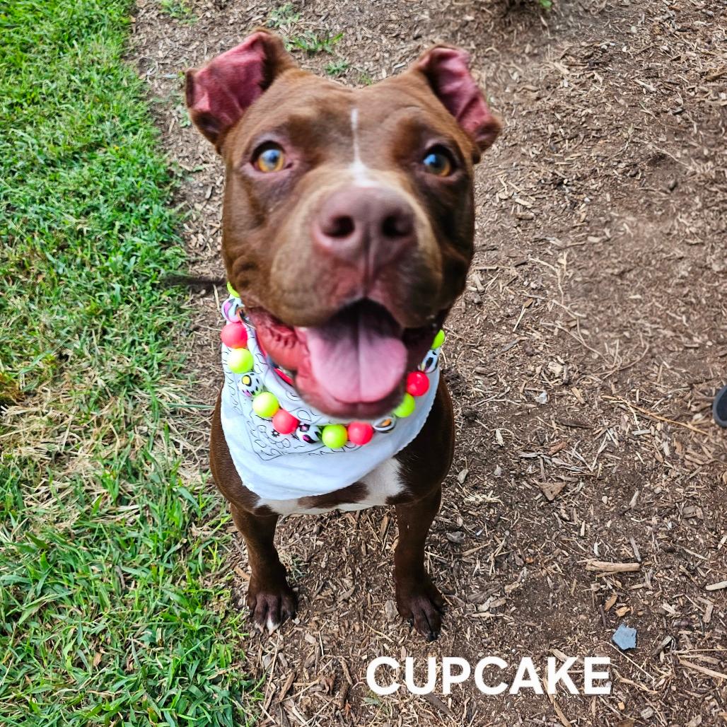 Cupcake (Luna) 