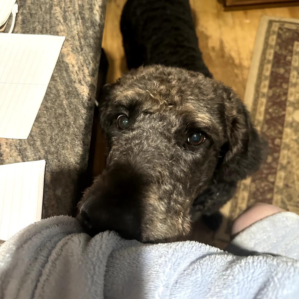 Rex