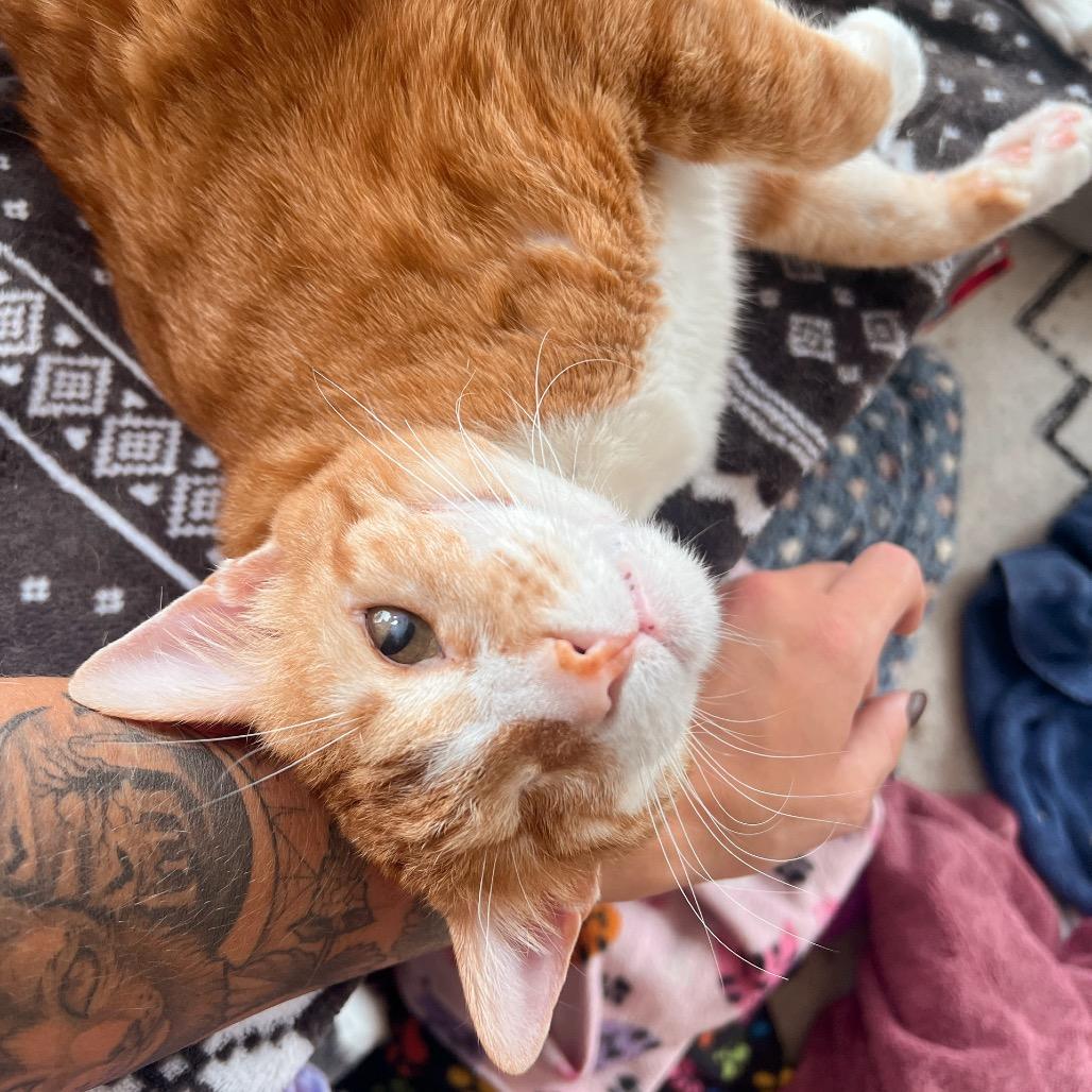 Anakin (FIV+) 