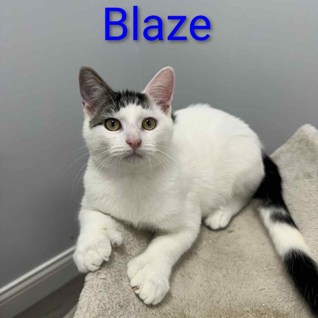 Blaze -extra toes!