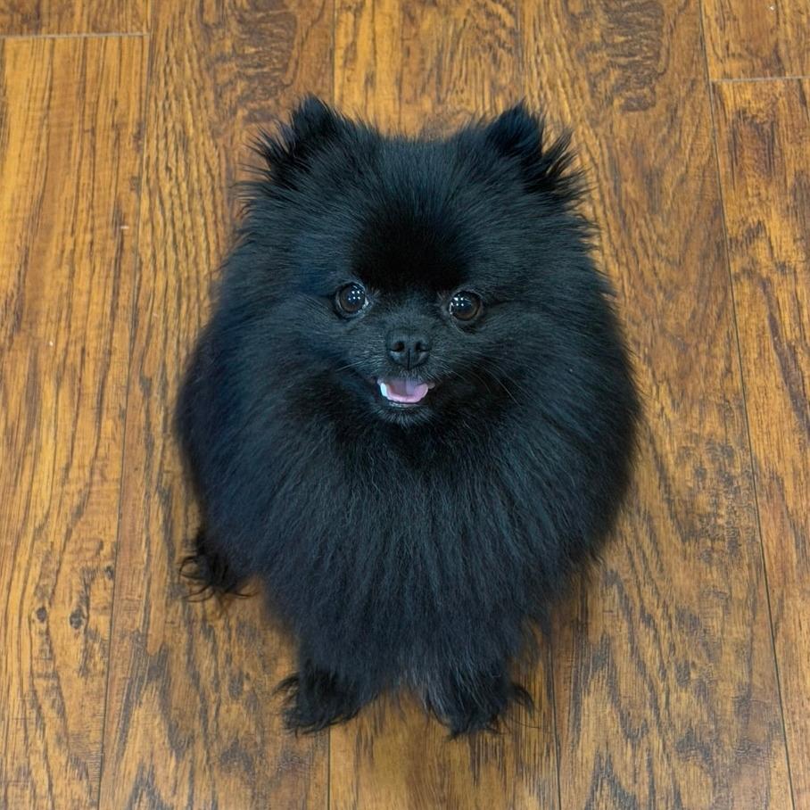 Remy