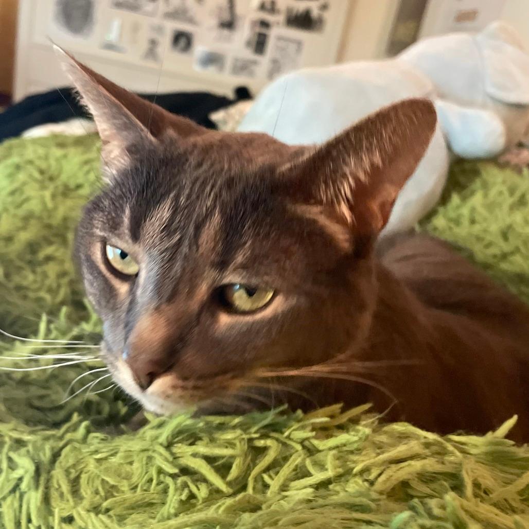 Rose-In Foster